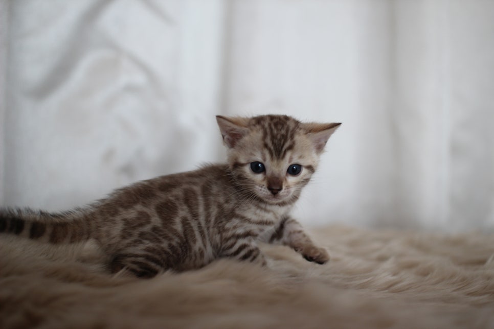 스노우뱅갈고양이 분양 오늘 빠져들어 볼까요? 관련 이미지 19