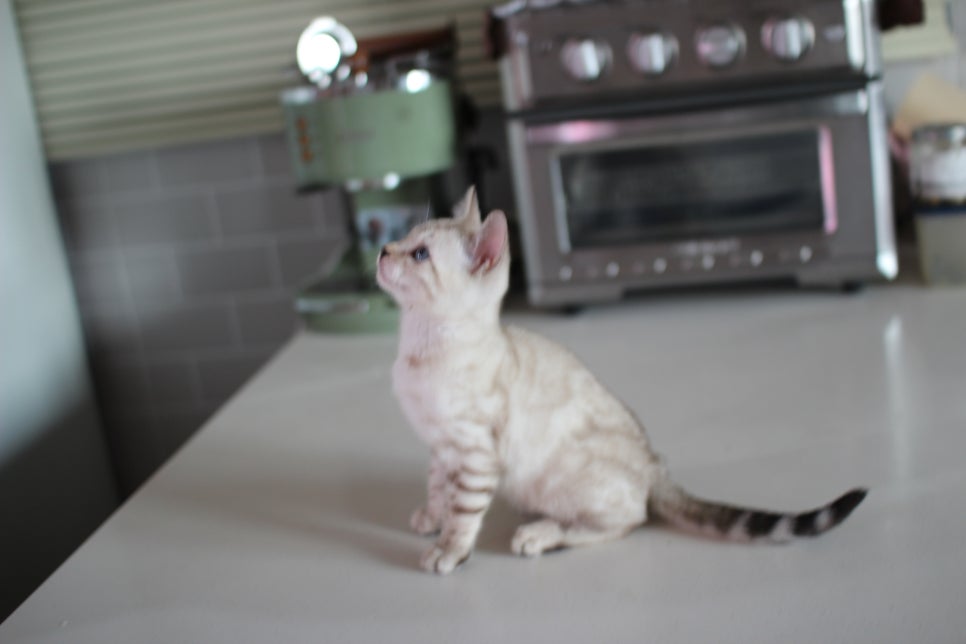 진정한 개냥이 스노우뱅갈고양이 남아 분양해요~ 관련 이미지 11