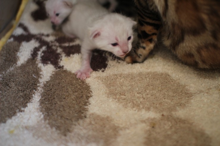 뱅갈고양이 꼬물이 무탈히 성장하고 있습니다~ 관련 이미지 1