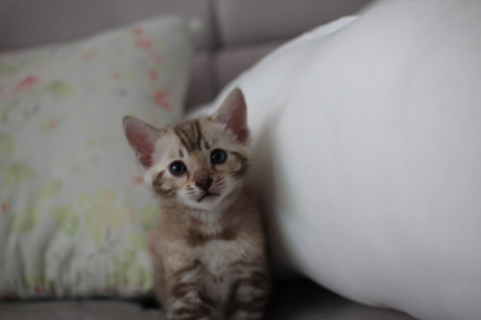 실밍크뱅갈고양이 남아 분양해요~ 관련 이미지 3