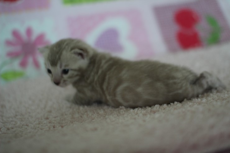 실밍크뱅갈고양이 곰돌이 남아예요 관련 이미지 11