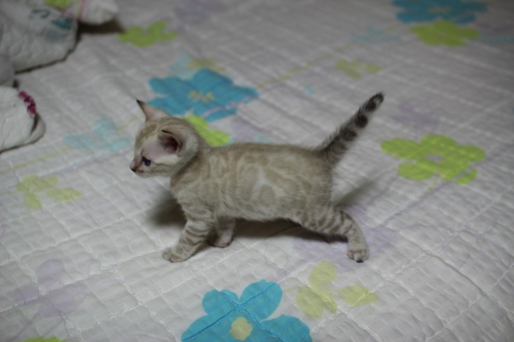 실링스 스노우 뱅갈고양이 남아예요~ 관련 이미지 17