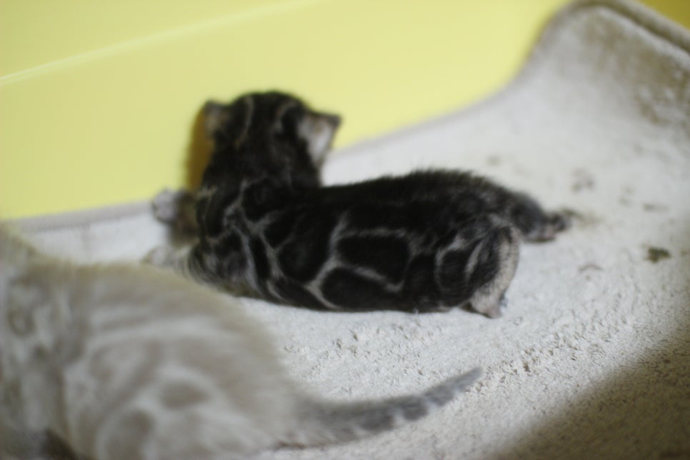 브라운과 실밍크 뱅갈고양이 꼬물이~ 관련 이미지 7