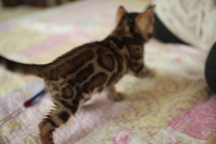 빅로젯 뱅갈고양이 남아2도 많이 컸어요~ 관련 이미지 9