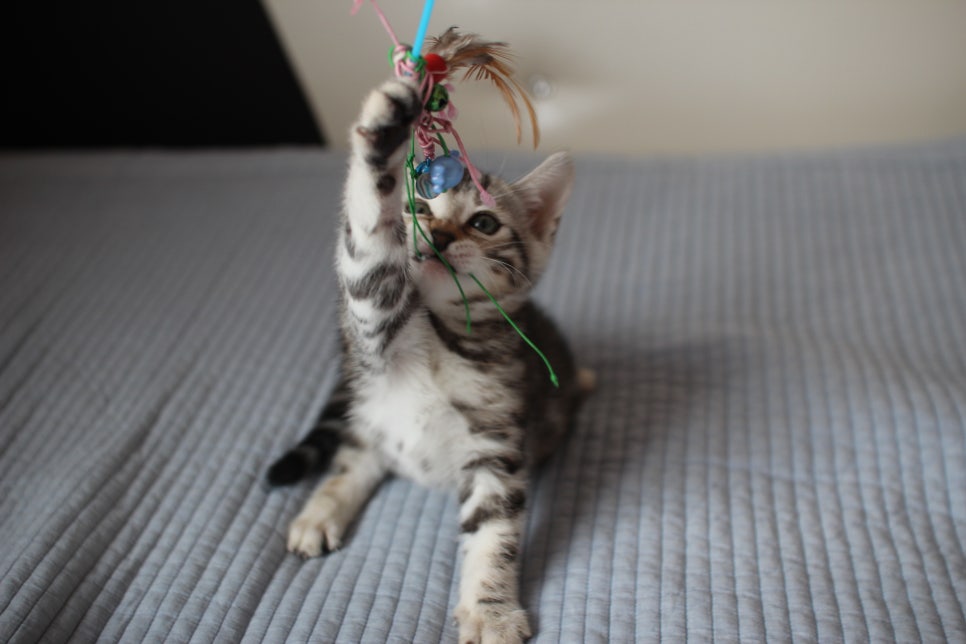 실밍크,브라운,실버뱅갈고양이 분양 합니다~ 관련 이미지 15