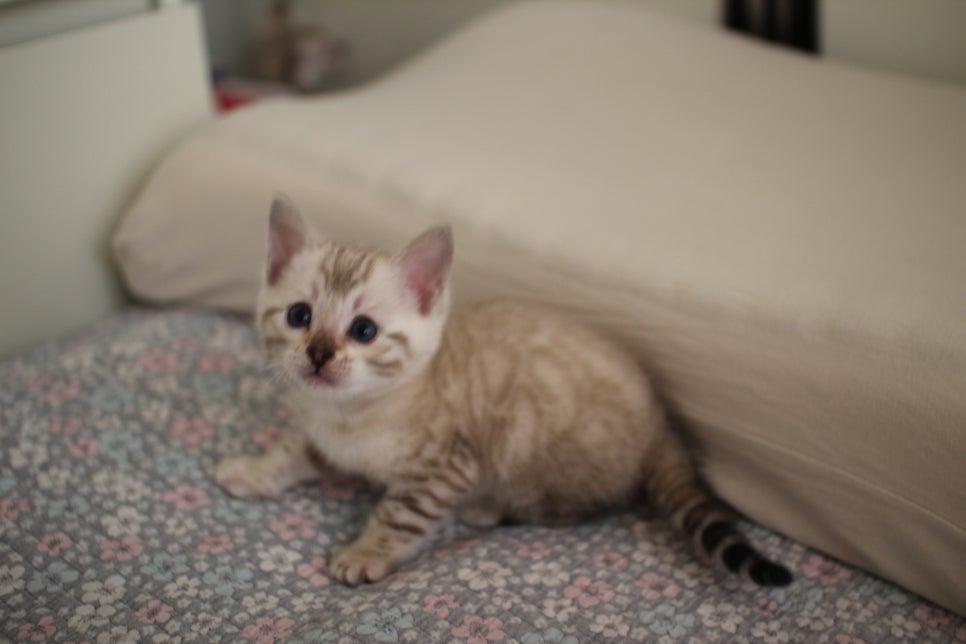 스노우뱅갈고양이 여아 분양해요~ 관련 이미지 16