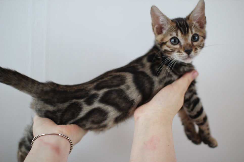 해외로 갈 브라운 뱅갈고양이 남아예요. 관련 이미지 1