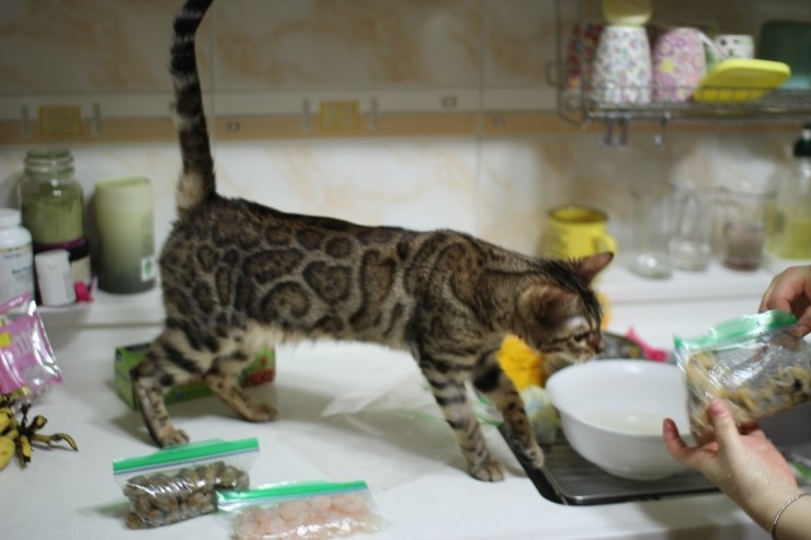 뱅갈고양이 여아 리엔과 영웅이예요~ 관련 이미지 8