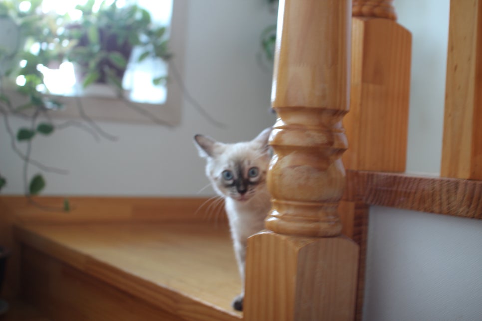 완전 강아지 같은 링스차콜 뱅갈고양이 남아 분양해여~ 관련 이미지 7