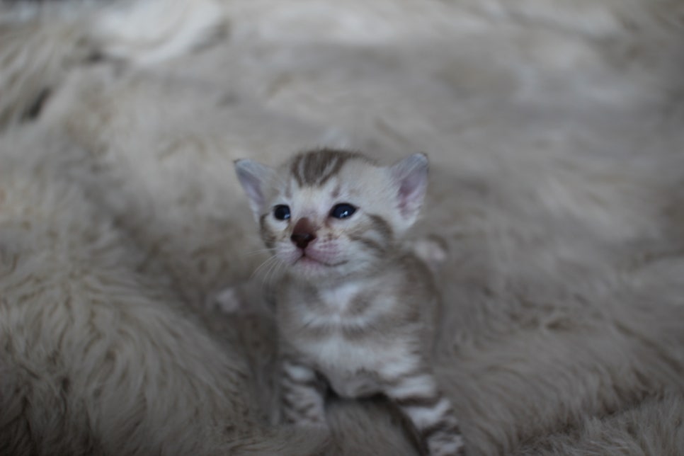뱅갈고양이 분양은 순수혈통에 아이로 입양하세요~ 관련 이미지 7