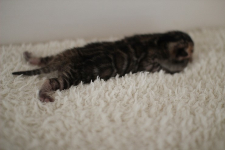 어제 태어난 뱅갈고양이 꼬물이 남아예요~ 관련 이미지 7