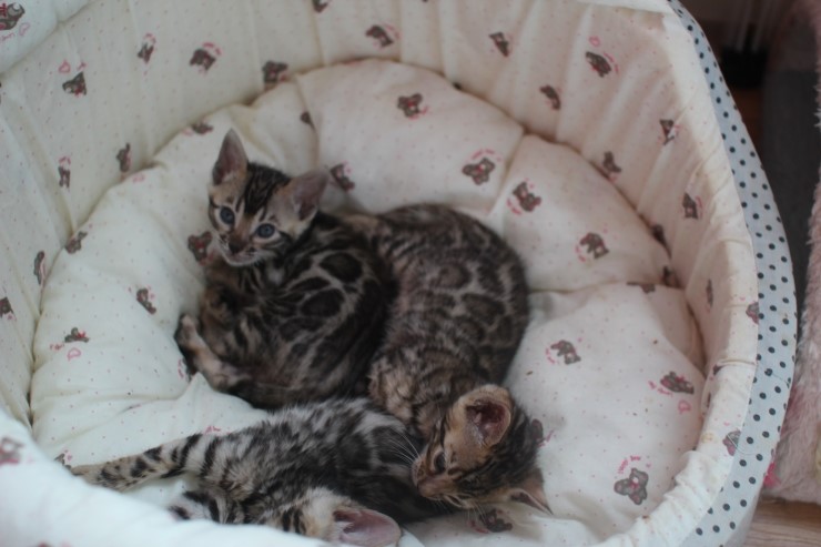 뱅갈고양이 꼬맹이들~ 관련 이미지 2