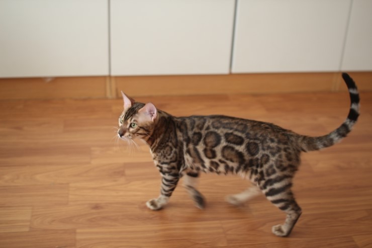 뱅갈고양이 레인이,영웅이,스텔라예요~ 관련 이미지 3