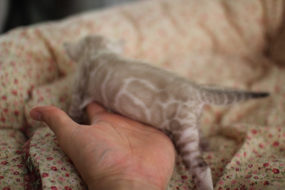 어메이징 실밍크뱅갈고양이 여아 브리딩 타입 분양해요~ 관련 이미지 5