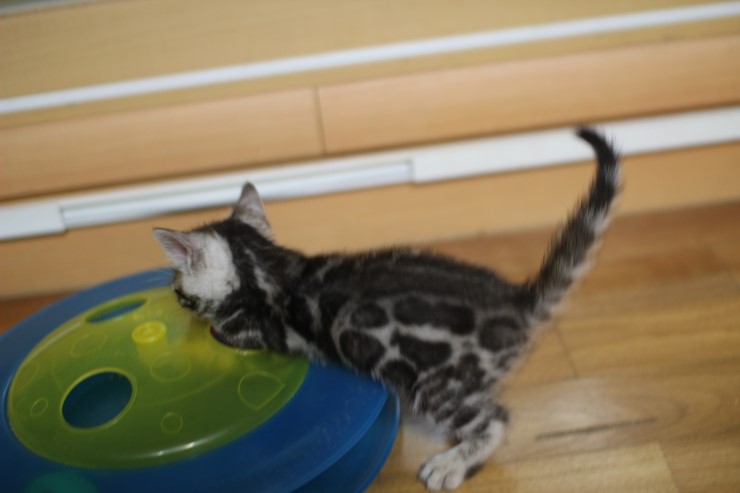 뱅갈고양이 꼬맹이들 노는 시간~ 관련 이미지 4