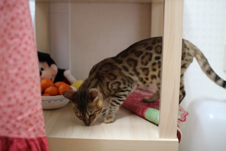 레이녀석 호기심이 부쩍 많아진듯 ㅎㅎ 관련 이미지 1