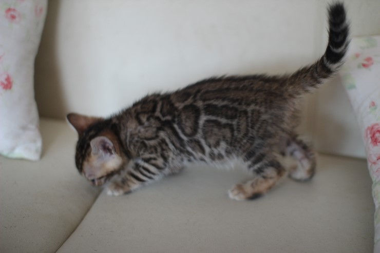 애교왕 뱅갈고양이 남아예요~ 관련 이미지 1