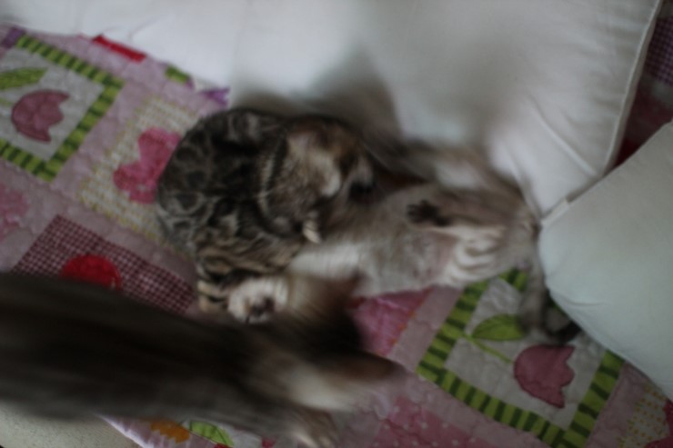 뱅갈고양이 꼬맹이들 놀아요~ 관련 이미지 6