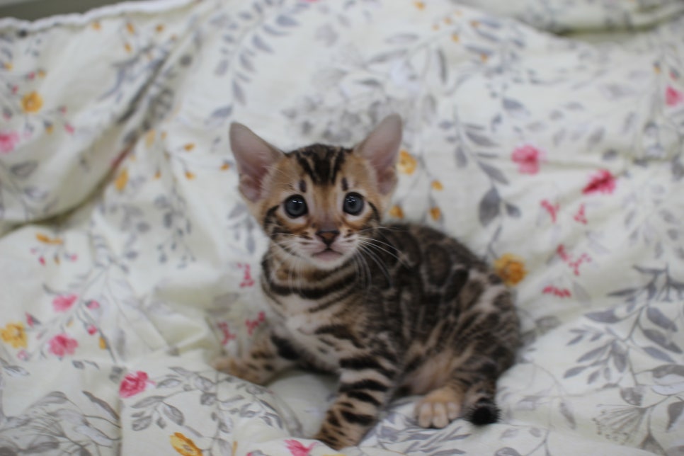 브라운 뱅갈고양이 자매 분양해요~ 관련 이미지 5