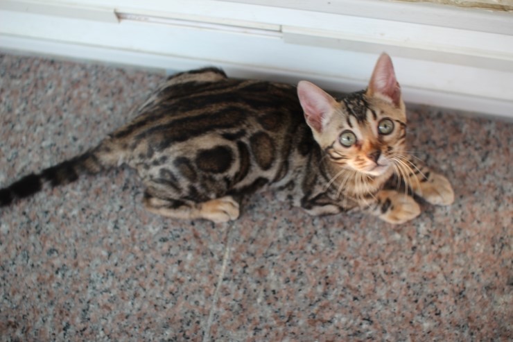 브라운 뱅갈고양이 키퍼 여아들~ 관련 이미지 4