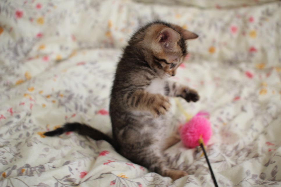 뱅갈고양이 개냥이를 찾으세요? 관련 이미지 15