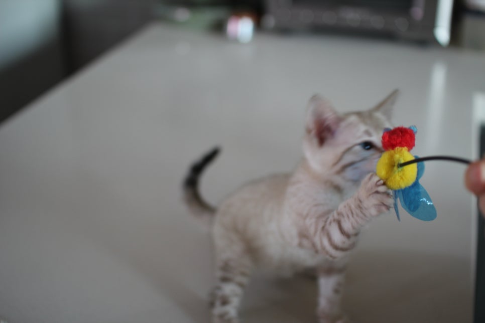 사람만 졸졸졸 따라 다니는 스노우뱅갈고양이 여아 분양해요~ 관련 이미지 9