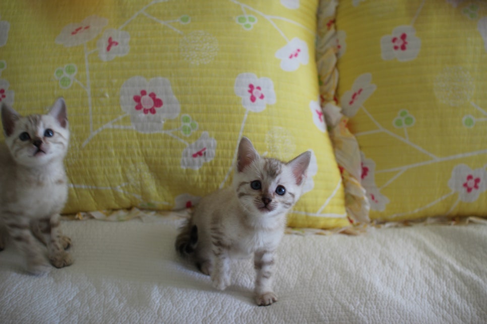 스노우뱅갈고양이 삼총사 분양해요~ 관련 이미지 7