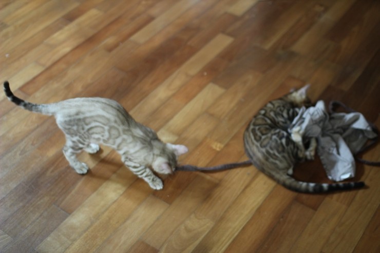 뱅갈고양이 까불이들 입니다~ 관련 이미지 9