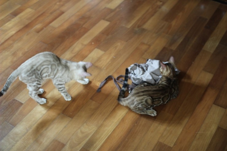 뱅갈고양이 까불이들 입니다~ 관련 이미지 12