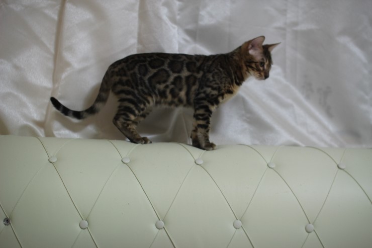 뱅갈고양이 새해 첫날~ 관련 이미지 11