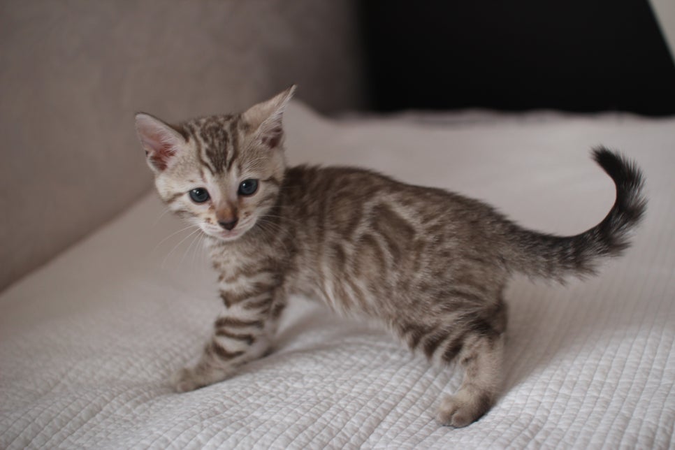 뱅갈고양이분양 고민하지 마세요! 관련 이미지 8