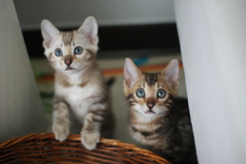 실밍크,브라운 뱅갈고양이 남아 분양해요~ 관련 이미지 3