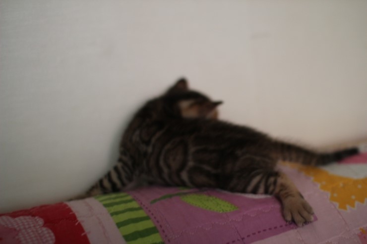 뱅갈고양이 꼬물이에서 꼬맹이 됬어요~ 관련 이미지 3