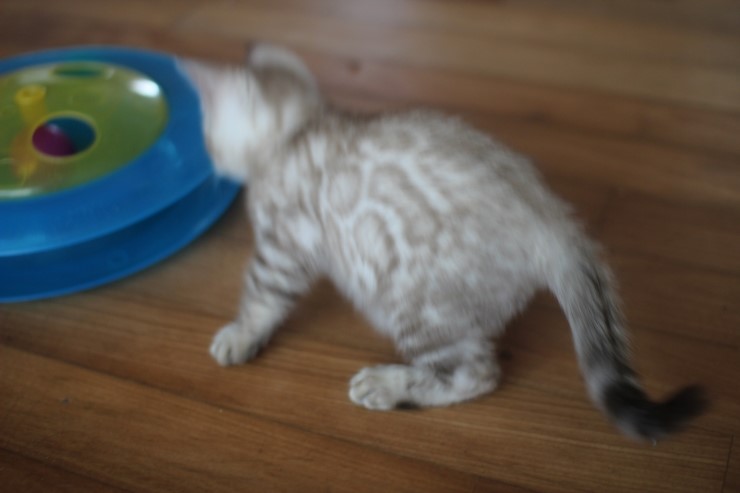 실밍크 클라우드 로젯 뱅갈고양이 남아예요~ 관련 이미지 11