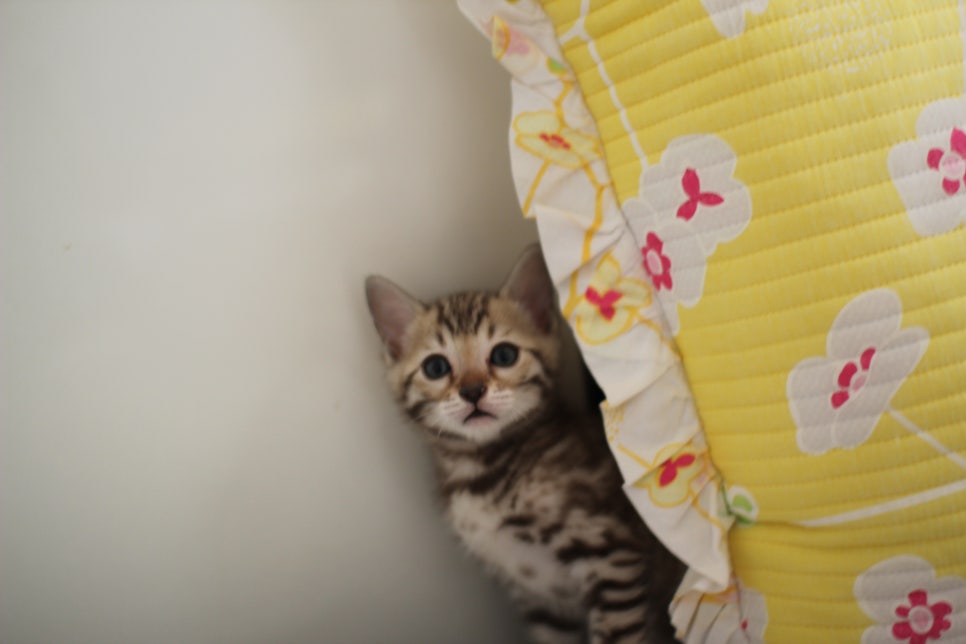 세피아 뱅갈고양이 남아 분양해요~ 관련 이미지 2