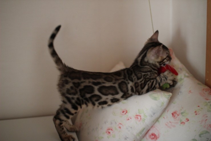 뱅갈고양이 남아 동글이 분양해요~^^ 관련 이미지 1