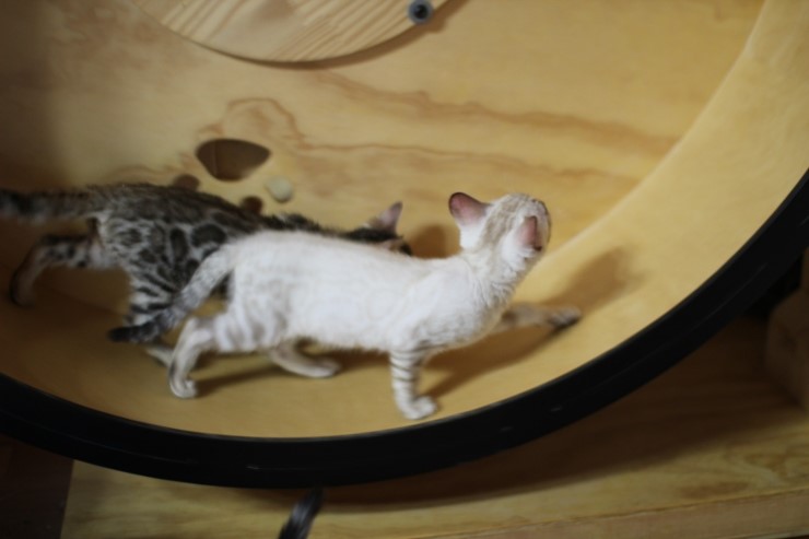 뱅갈고양이 캣휠 선수들 입장이요~ 관련 이미지 9