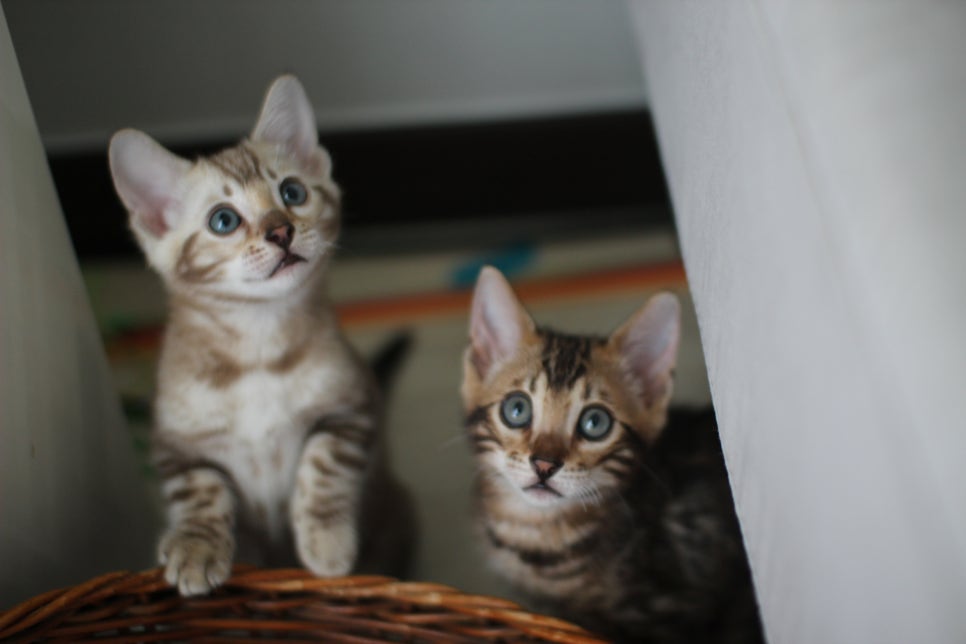실밍크,브라운 뱅갈고양이 남아 분양해요~ 관련 이미지 5