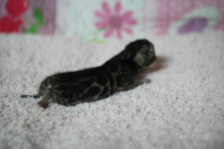 클라우드 로젯 실버뱅갈고양이 꼬물이 여아예요 관련 이미지 8