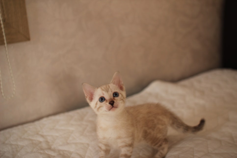 분양중인 뱅갈고양이 브라운 남아,스노우 여아예요~ 관련 이미지 24