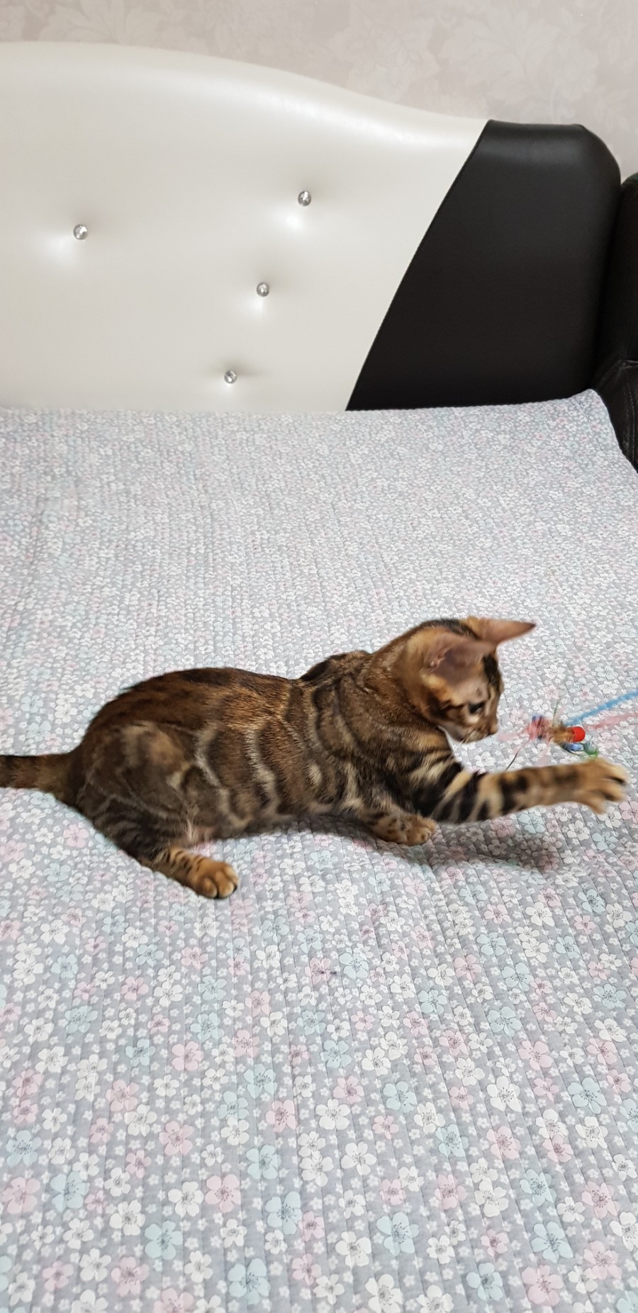 브라운 뱅갈고양이 여아 분양해요~ 관련 이미지 3