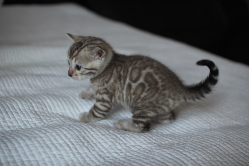 밍크뱅갈고양이 여아 막둥이 예약 분양 합니다~ 관련 이미지 2