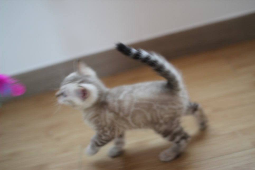 실밍크 뱅갈고양이 키퍼 남아 완전 말썽꾸러기 관련 이미지 11