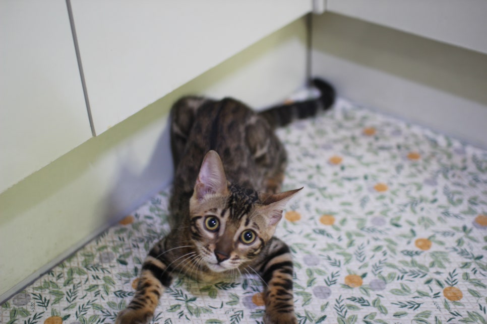 개냥이 뱅갈고양이들 분양합니다~ 관련 이미지 3