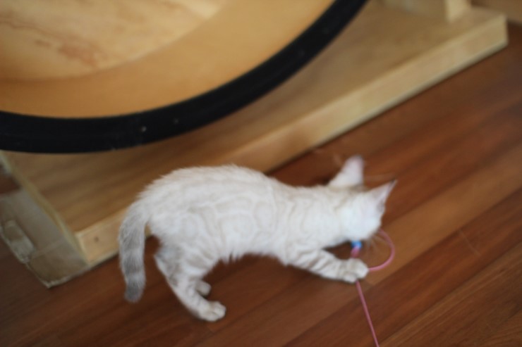 스노우뱅갈고양이 꼬맹이 깡패~ 관련 이미지 14