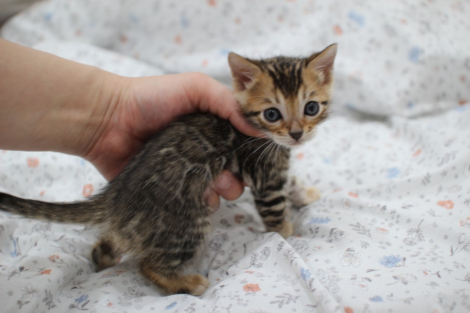 깔끔한 빅로젯이 이쁜 뱅갈고양이 남아 분양해요~ 관련 이미지 7