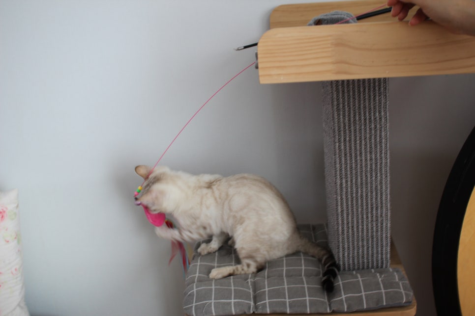 골골송 대마왕 스노우뱅갈고양이 여아 분양해요~ 관련 이미지 12