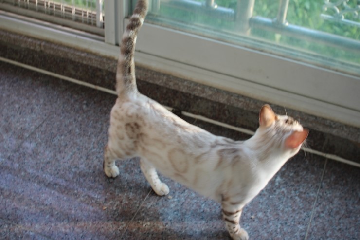 뱅갈고양이 키나와 스텔라 입니다~ 관련 이미지 10