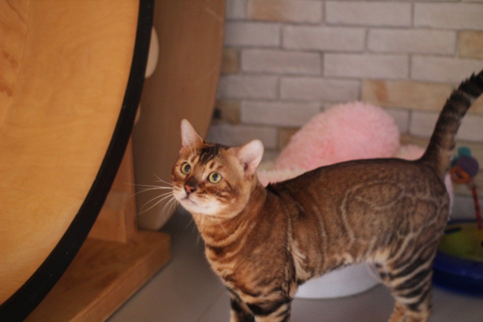 소유뱅갈캐터리 원탑 오랜만에 사진 찍었어요~ 관련 이미지 1