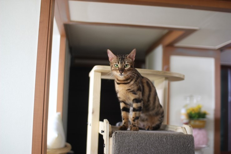 뱅갈고양이,스노우뱅갈고양이,뱅갈고양이분양 스노우 꼬맹이 재롱에 귀여워 죽겠어요 ㅎㅎㅎㅎㅎㅎ 관련 이미지 7